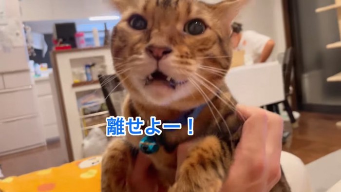 鳴いている青い首輪の猫