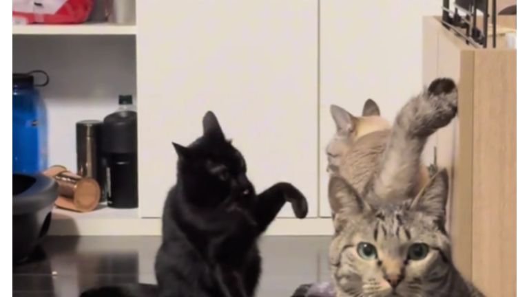 室内にいる猫たち