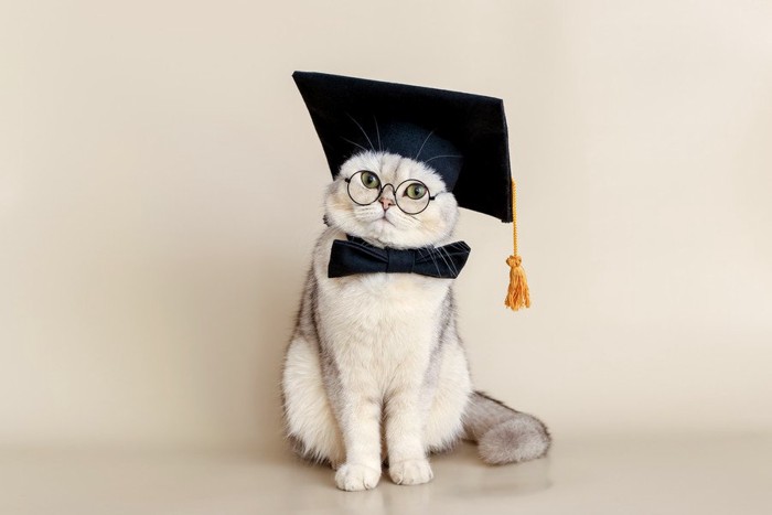 学帽をかぶった猫