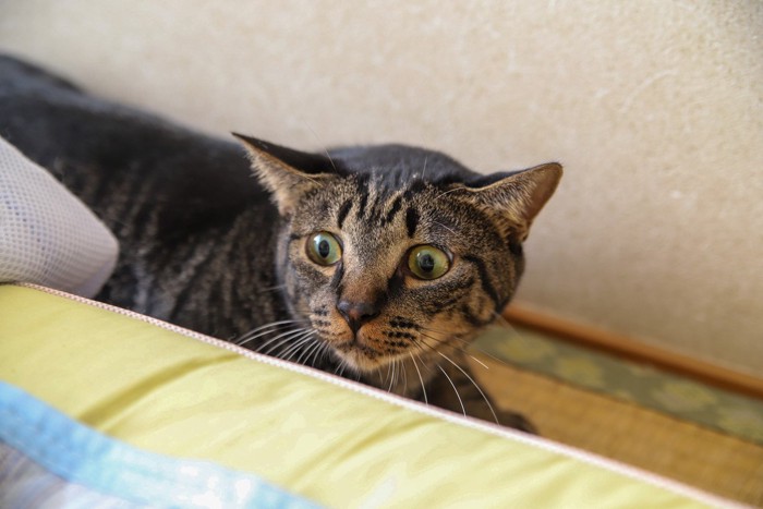 緊張して部屋の隅で固まる猫