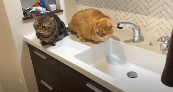 洗面台に座る猫2匹