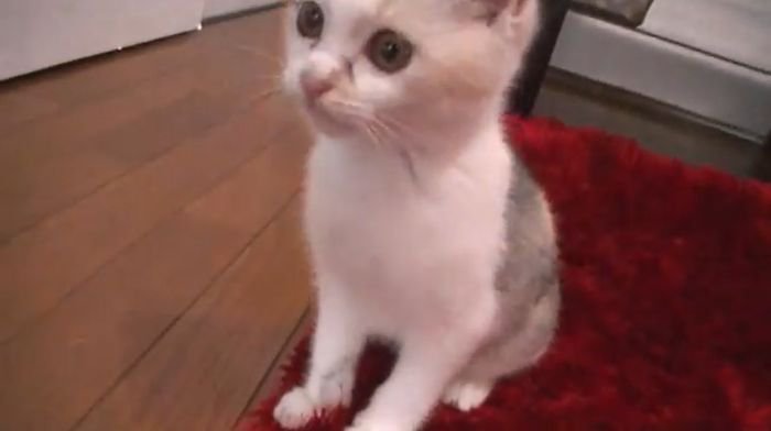 タオルとともに止まるネコ吉ちゃん2