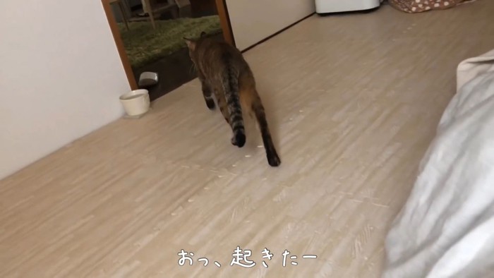 朝のサラダ（猫草）のために移動します