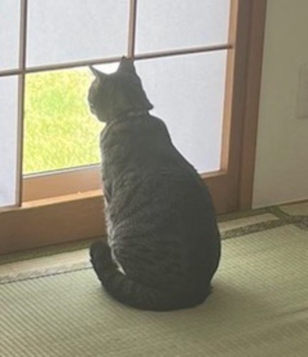 和紙が取り除かれた障子の枠から外を眺める猫