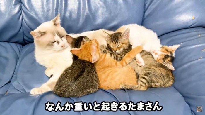 眠る子猫たちと成猫