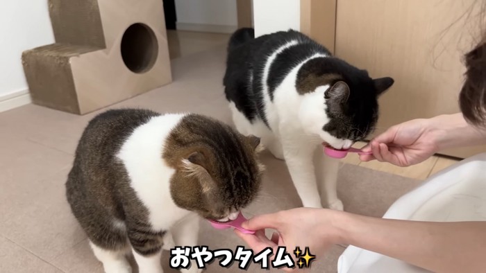 おやつを食べる2匹の猫