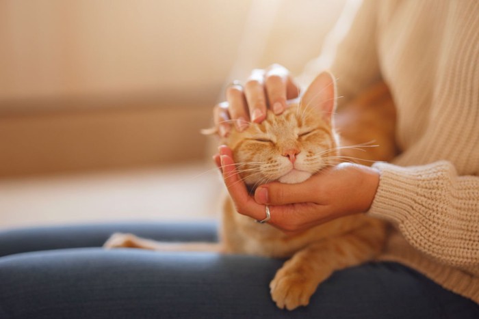 飼い主の膝の上でうっとりする猫