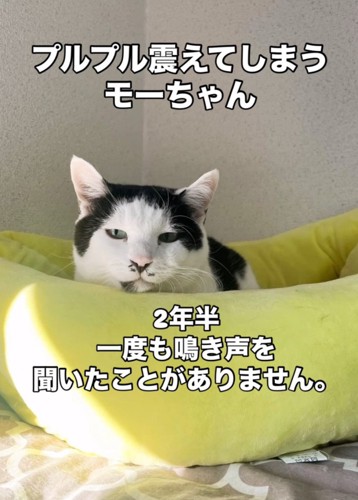 黄色の猫ベッドに入る猫