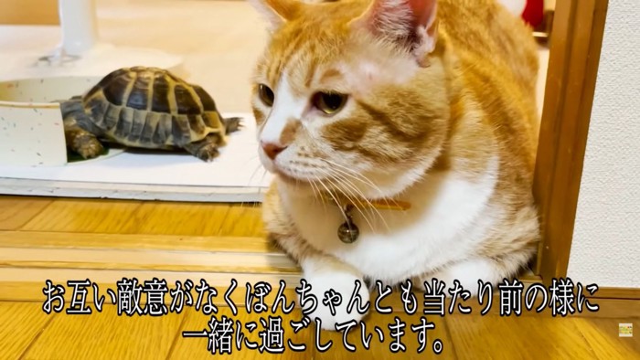 テロップ「お互い敵意がなく~」