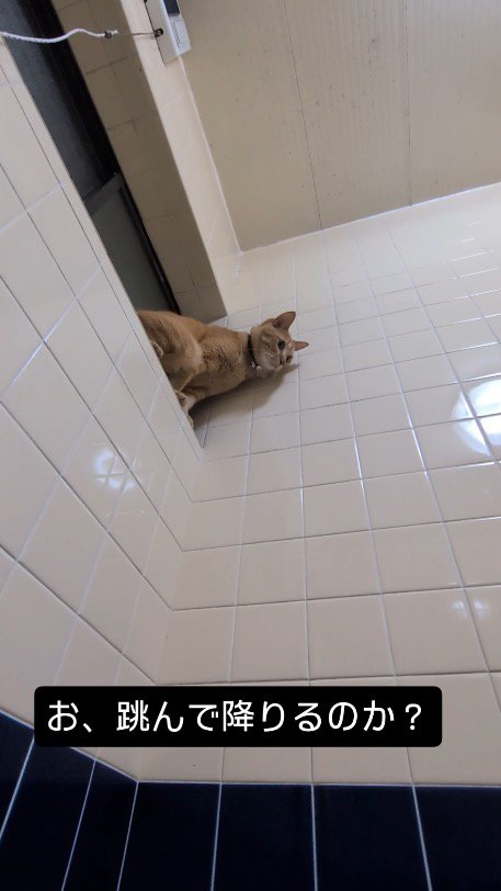 前のめりになって窓から降りようとする猫