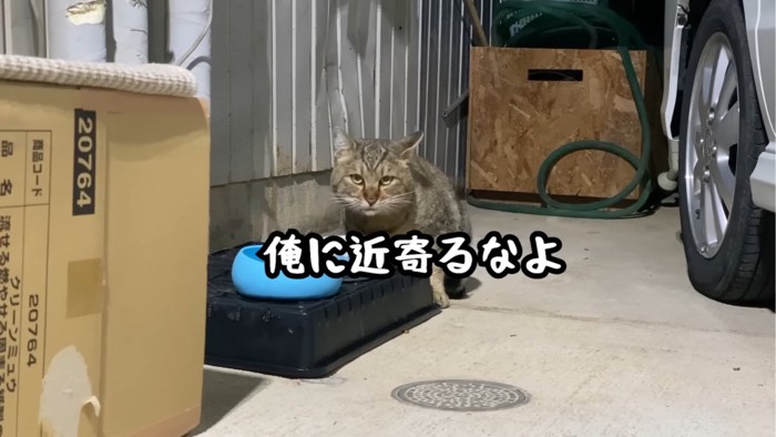 ご飯の前で座る猫