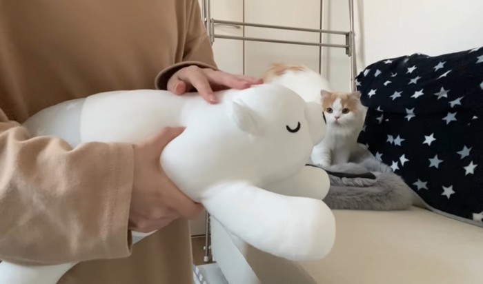 ぬいぐるみを見つめる猫