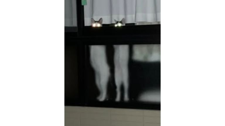 窓際にいる猫