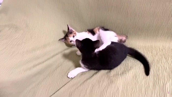 じゃれ合う三毛猫と黒猫