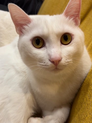 カメラ目線の猫の顔