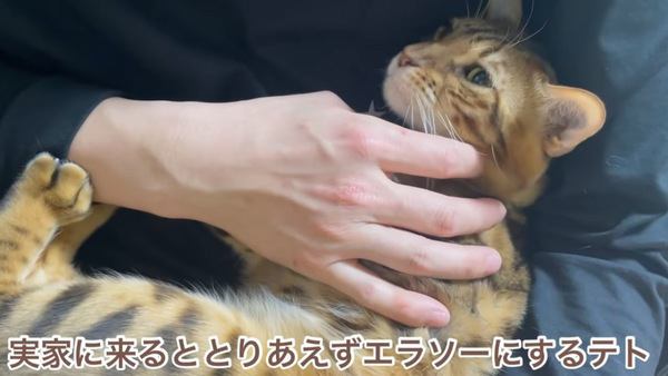 抱っこされる猫