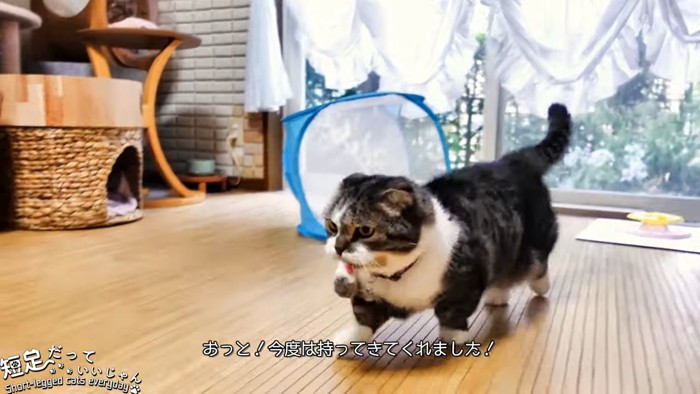 おもちゃをくわえて歩く猫