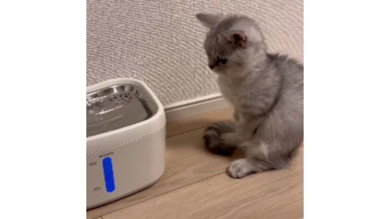 猫と自動給水機