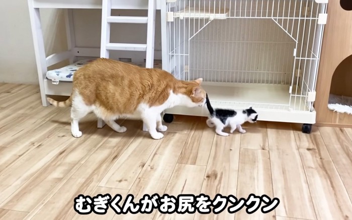 追いかける猫