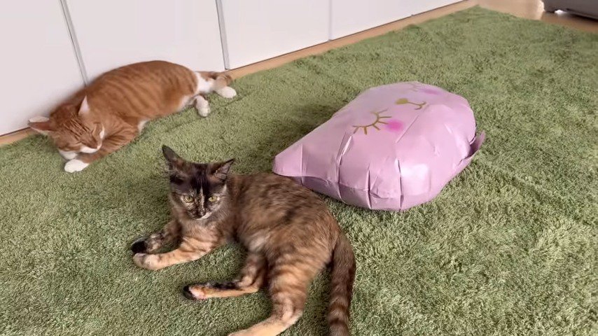 クッションの傍寝そべる二匹の猫