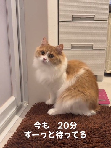 横を向く成猫