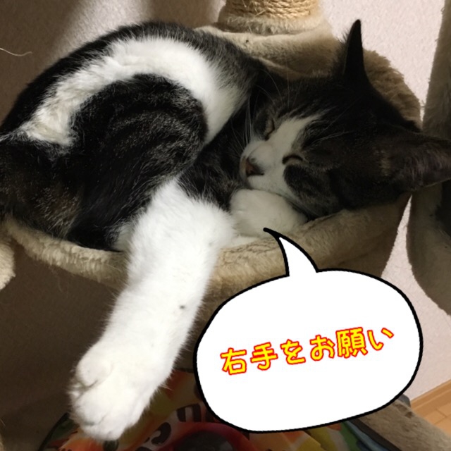 トリミングを要求する猫