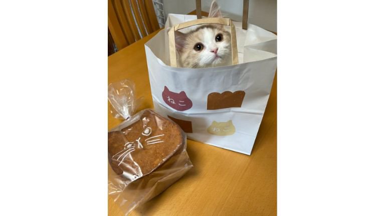 紙袋に入る猫