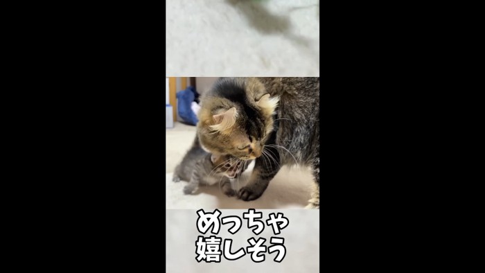 下を向く大人猫と母猫に近寄る子猫