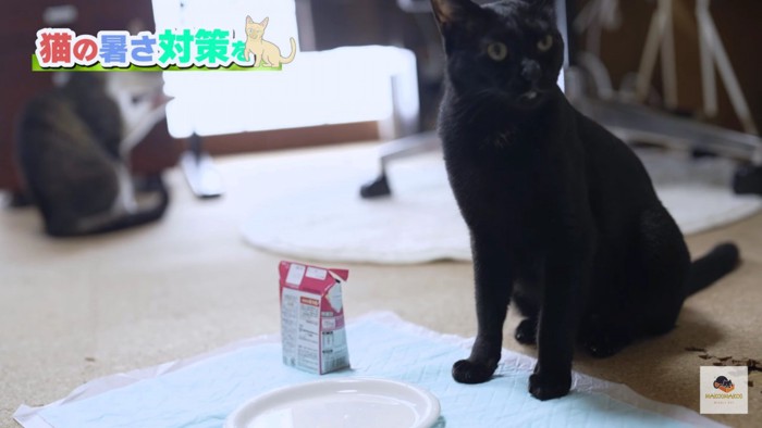 ミルクひげのついた黒猫