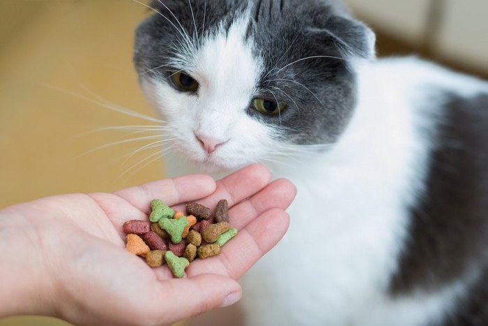 飼い主の手からご飯をもらう猫