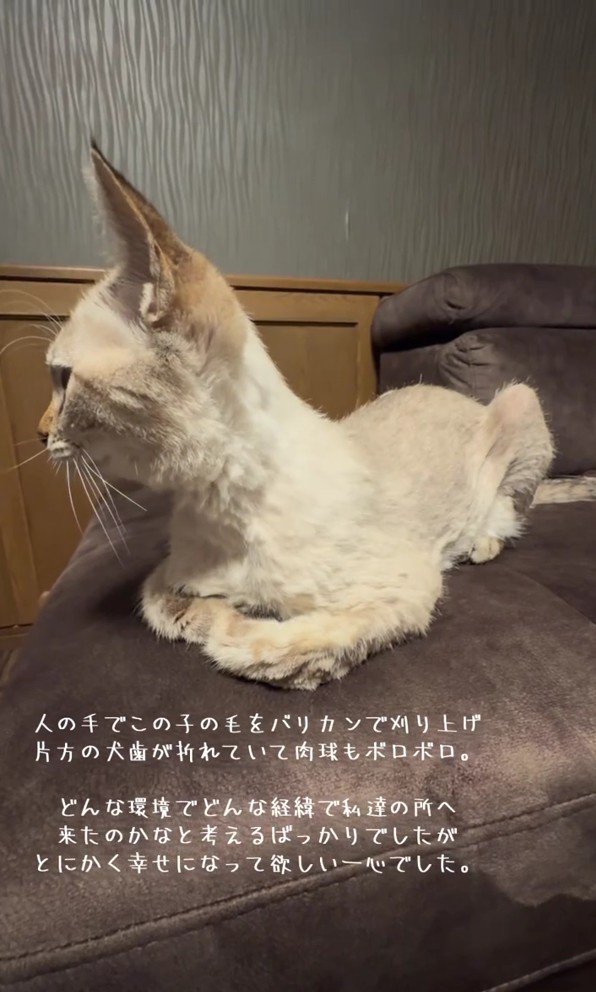 ガリガリの猫