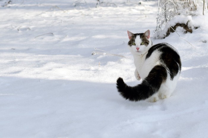 しっぽを膨らませる雪の日の猫