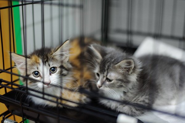 ケージの中でくつろぐ子猫