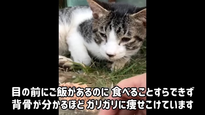 衰弱した猫