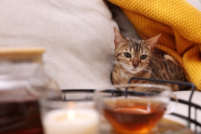 紅茶のカップを遠くから見つめる猫