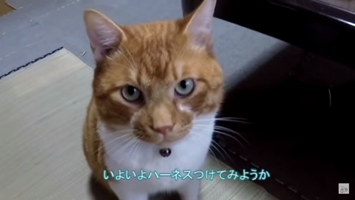 座っている猫