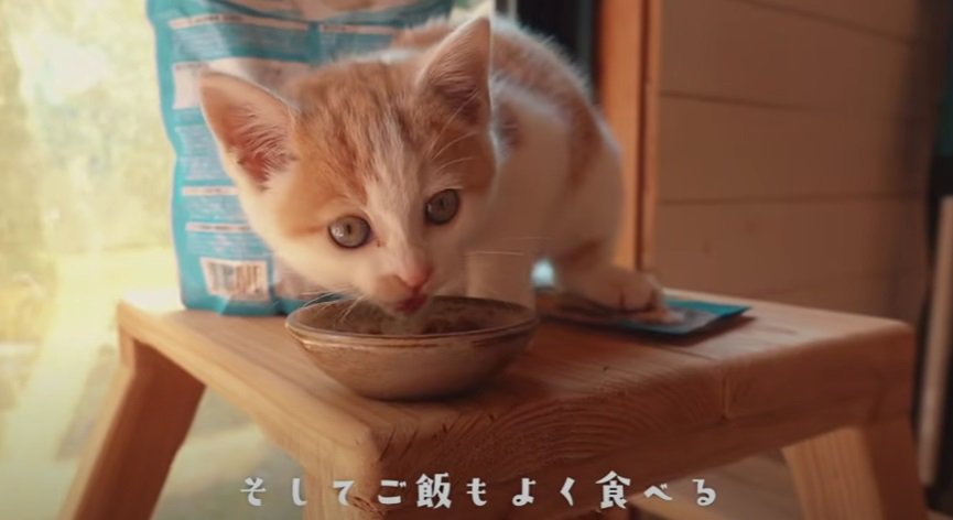 ご飯を食べる子猫