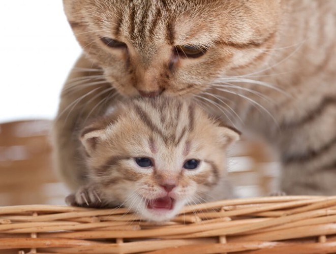 猫エイズへの免疫力を高める母猫と子猫