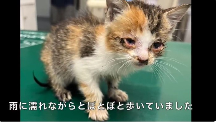 病院の台の上にいる痩せた三毛の子猫