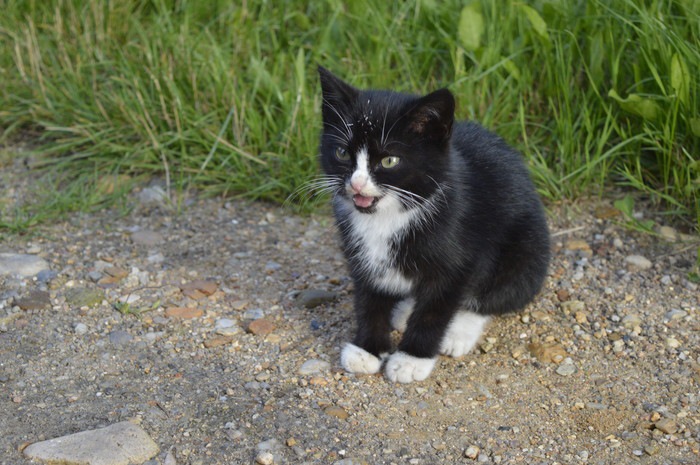 靴下柄の子猫