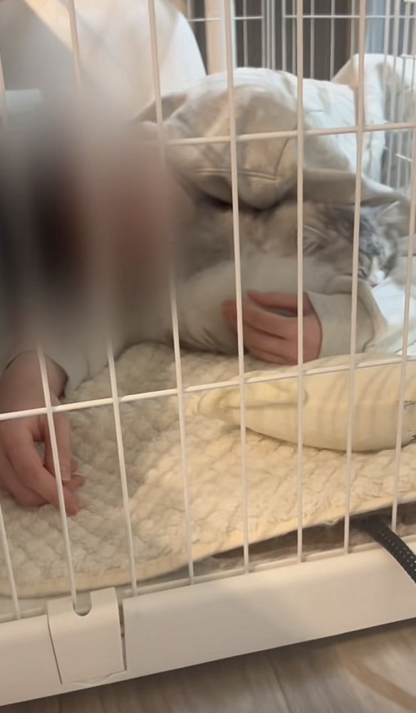 飼い主さんがケージに頭を突っ込んでいる写真3
