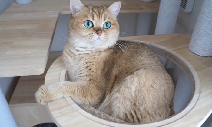 びっくりした顔の猫