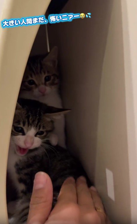 郵便受けに隠れる2匹の猫