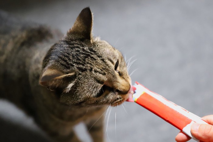 .ウエットタイプのおやつをもらう猫