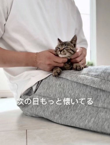 膝の上で撫でてもらう子猫