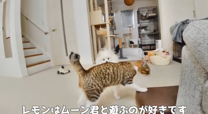 猫を見つめる犬