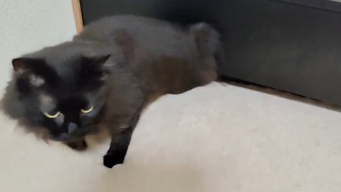しれっとした表情でベッドの隙間から出てきた黒猫