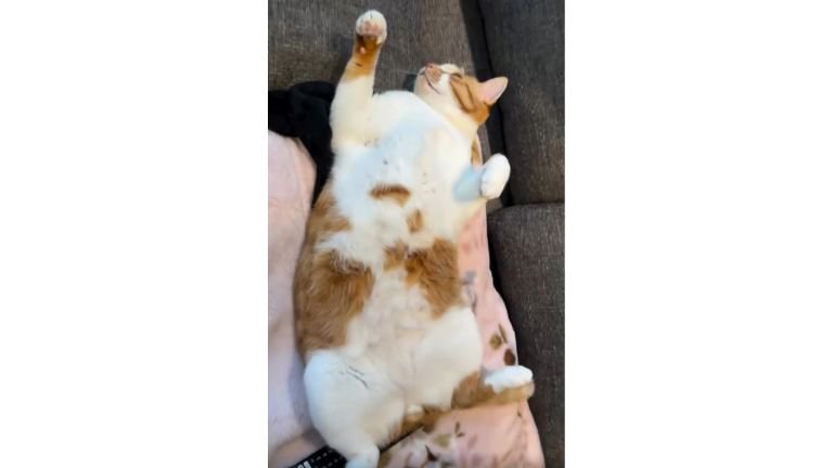 寝ている猫