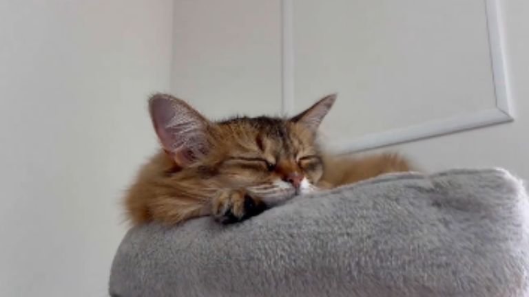 寝ている猫