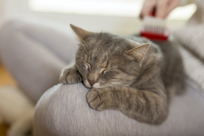 トロける猫